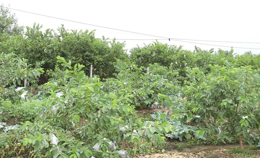 Làm nông nghiệp sạch - Thay đổi tư duy sản xuất của người dân